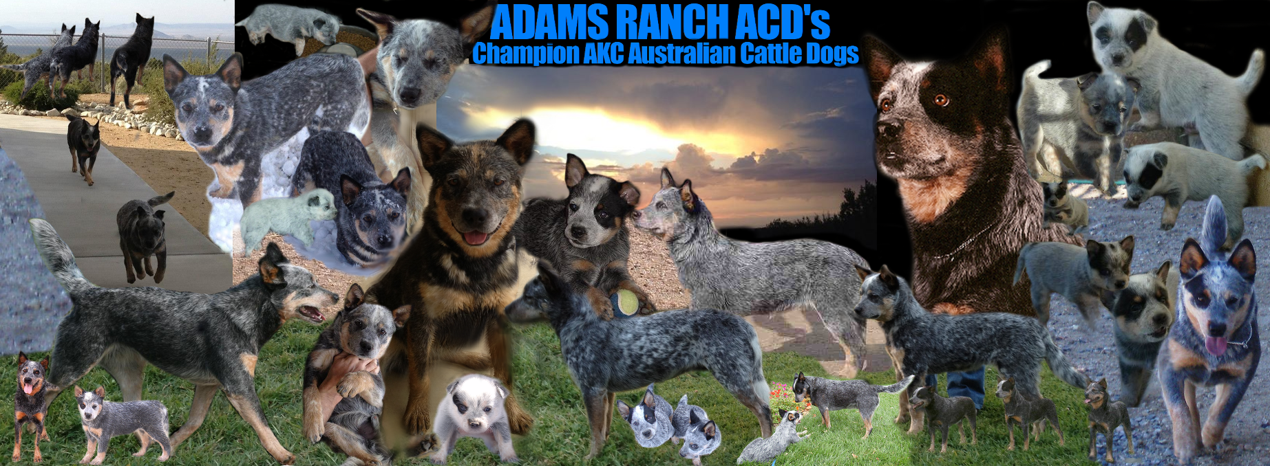 Adams Ranch ACDs