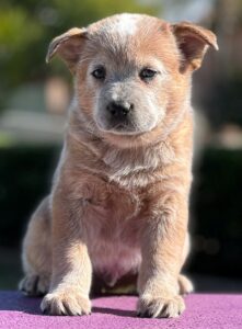 Harley at 7 Weeks Old - February 2024