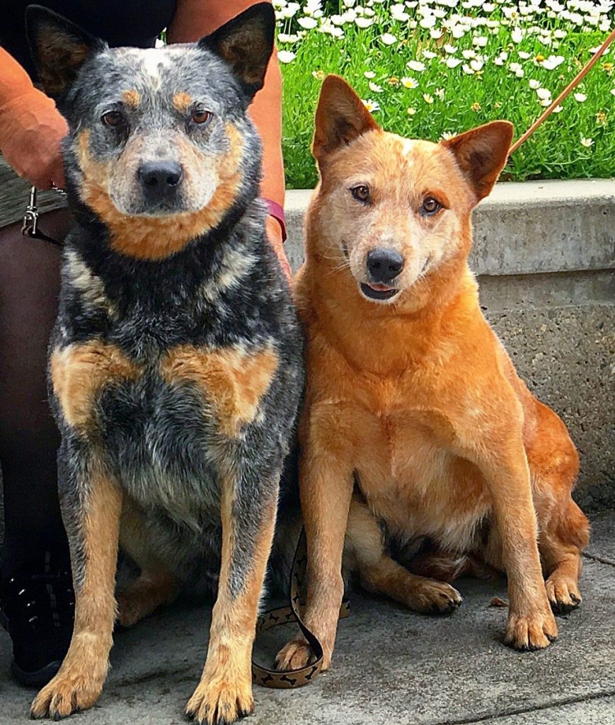Kat Cutter Kat x Cutter – December 2015 – Adams Ranch ACDs